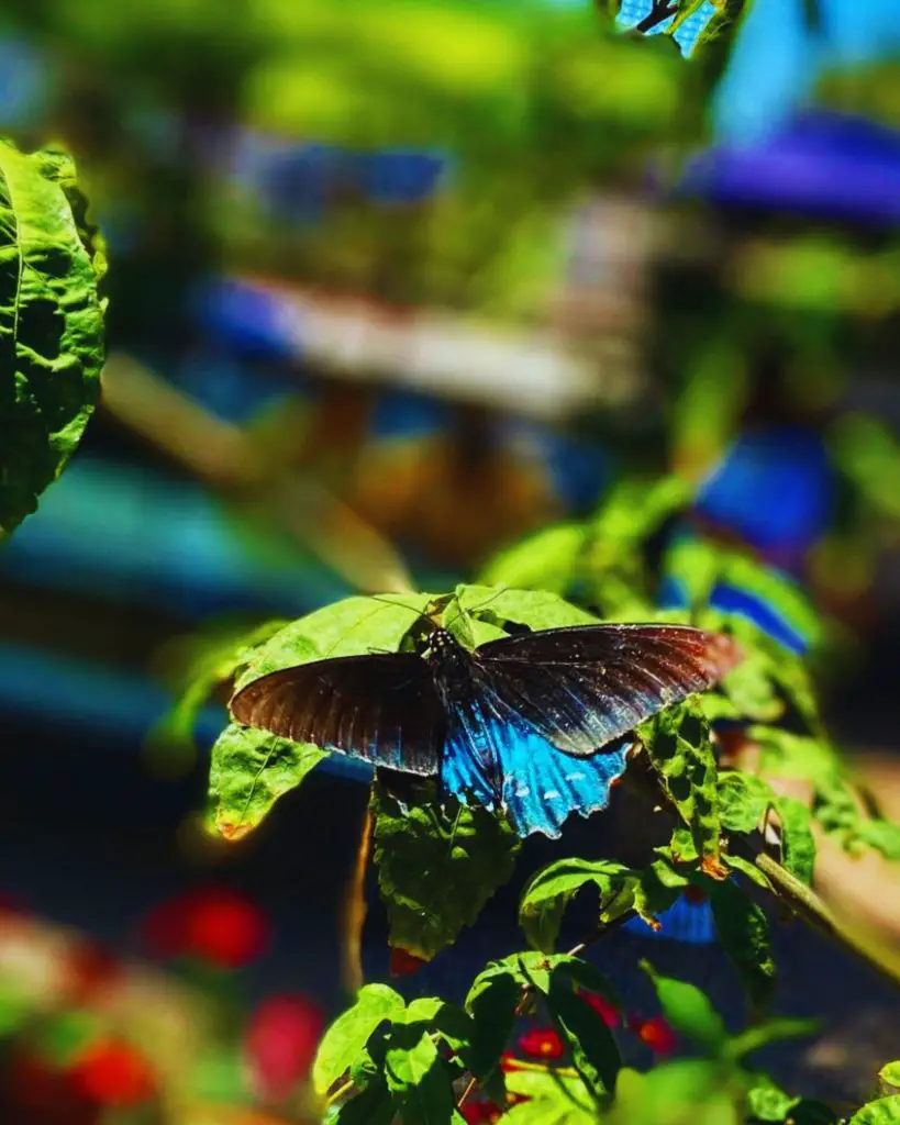 Butterfly Farm In San Diego (Everything To Know)