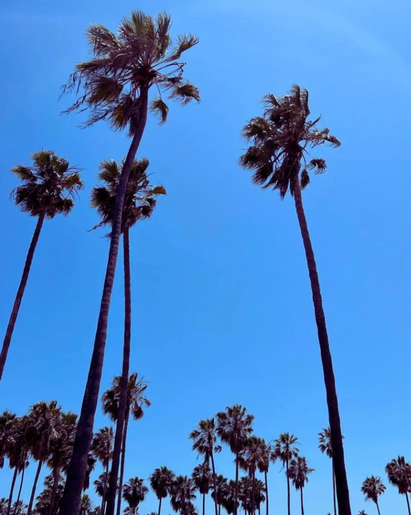 31 Pros And Cons Of Living In Los Angeles (Expat Advice)