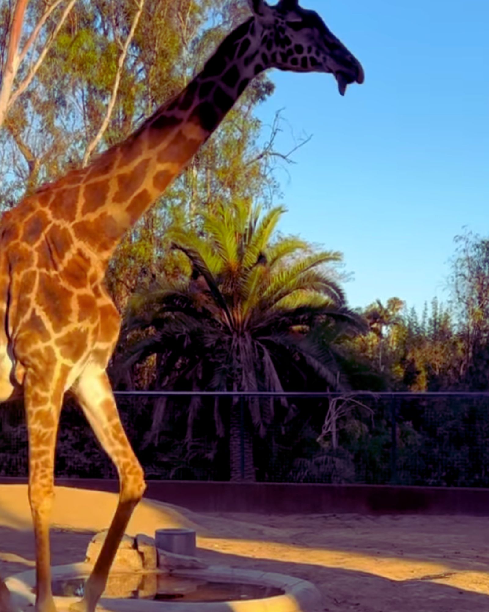 9+ Ways To Buy Discount San Diego Zoo Tickets (Local Approved)
