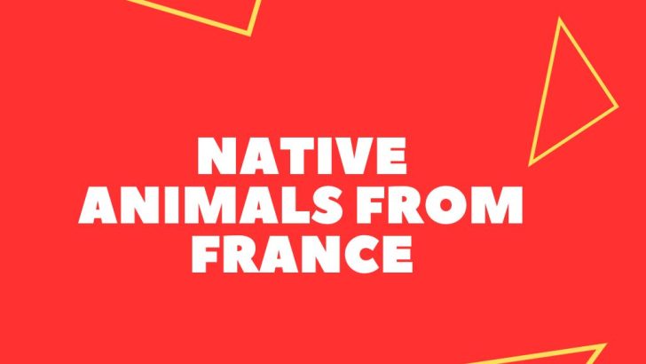 11+ Native Animals From France (Explained)