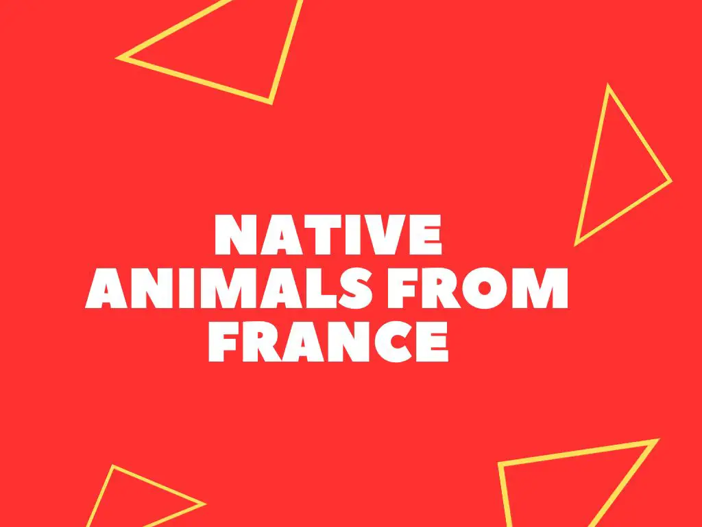 11+ Native Animals From France (explained)