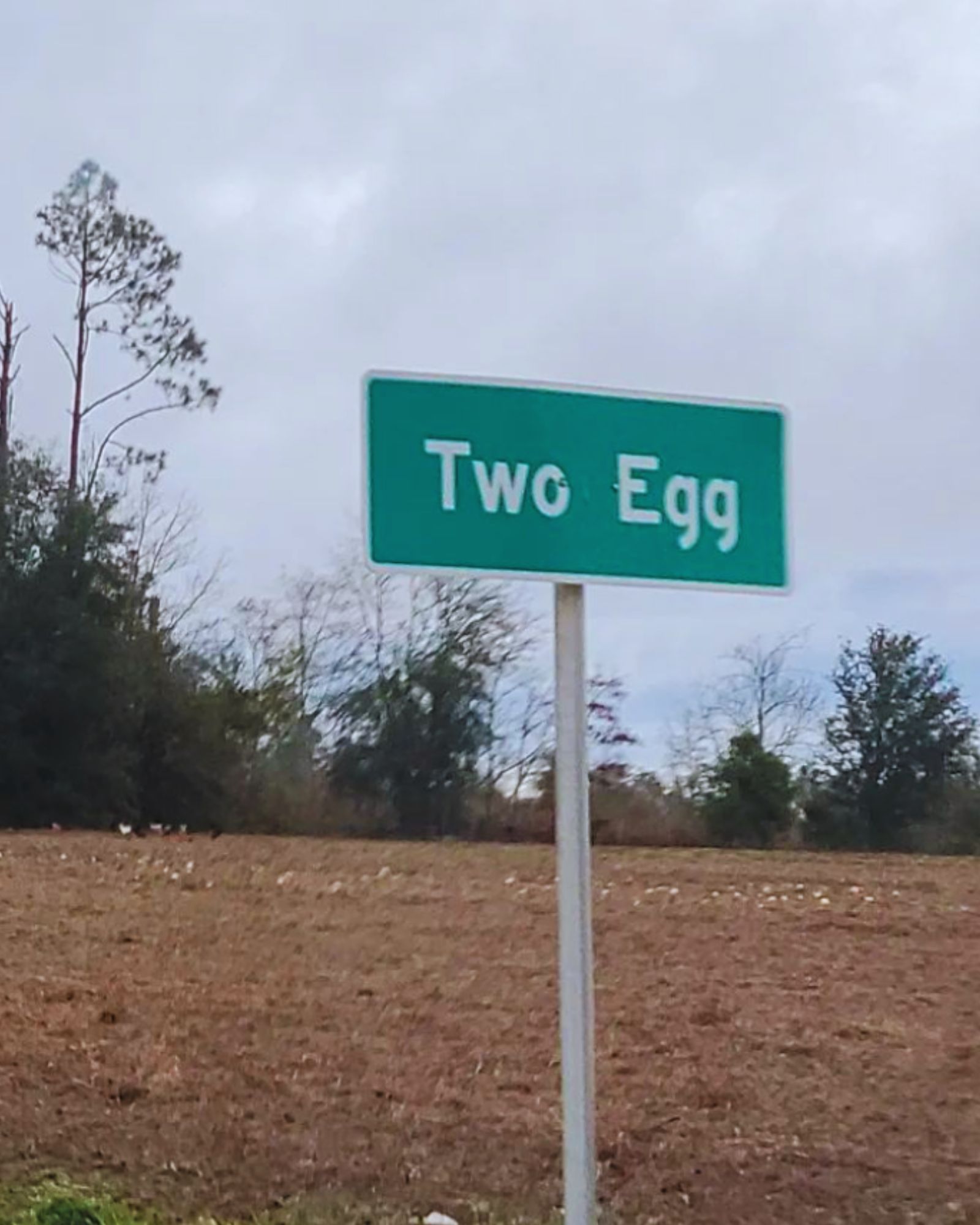 Two Egg In Florida (Local Guide)