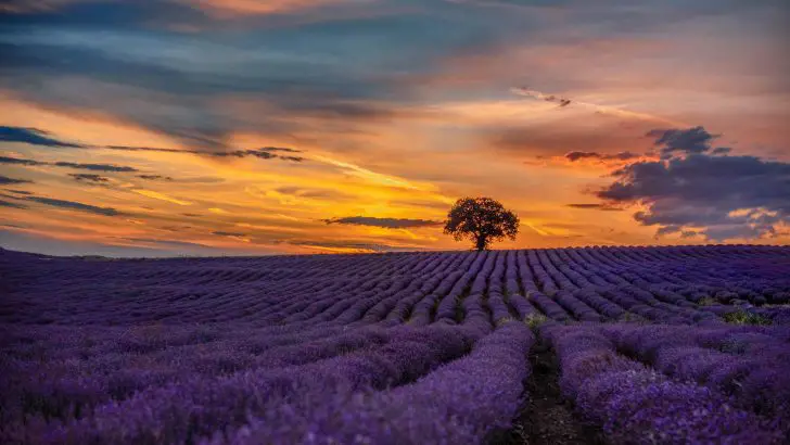 How To Explore The Hvar Lavender Field (Tourist Guide)