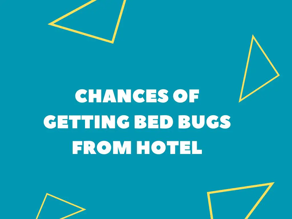 Chances Of Getting Bed Bugs From Hotel (Tourist Guide)